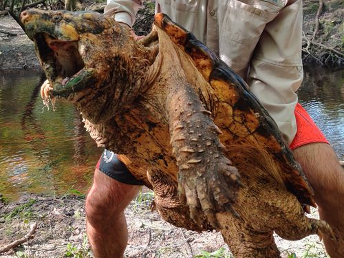 FWC is collaborating with other researchers in Florida and Georgia to document the distribution and relative abundance of this state threatened species.