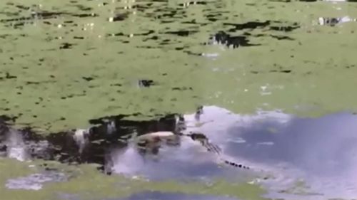 Croc snatches dog from edge of residential lake