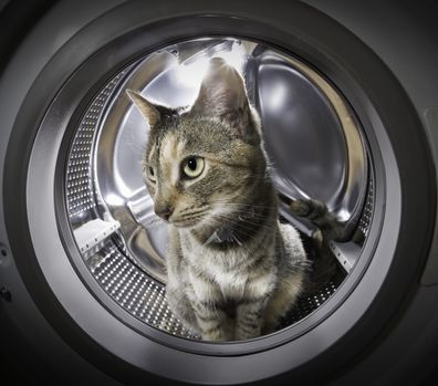 Tabby cat looking out through the open door of a front-loading washing machine.