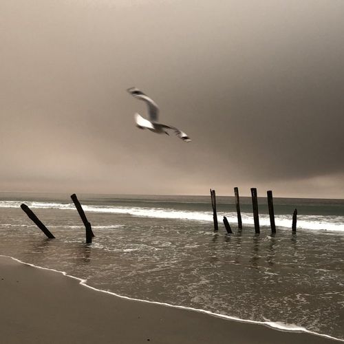 Smoke hangs over a beach in Dunedin, which is located 2100km east of Sydney.