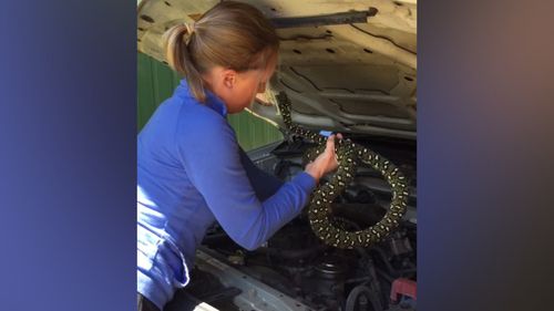 Snake handler Morgan Carolan successfully untangled the snake from the engine. (Supplied/Rebecca Pascall)