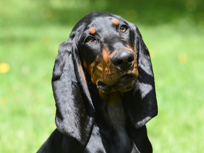 6. Black and Tan Coonhound 