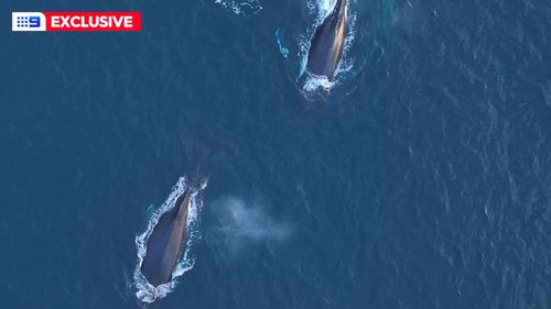 A pod of whales were seen at Maroubra Beach just before 6am.