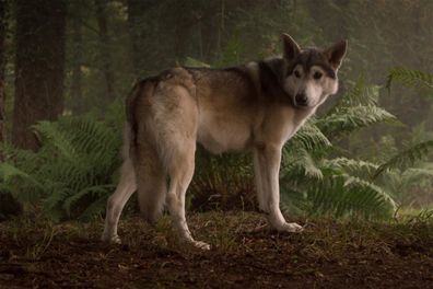 Nymeria the direwolf
