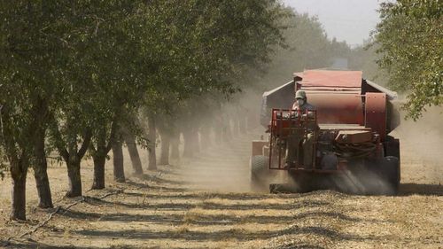 Almonds are harvested from groves near Livingston, California. (AAP)