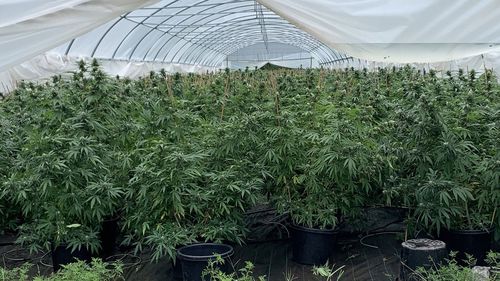  cannabis plants were seized from the Ellangowan property, with an estimated street value of almost $58m.
