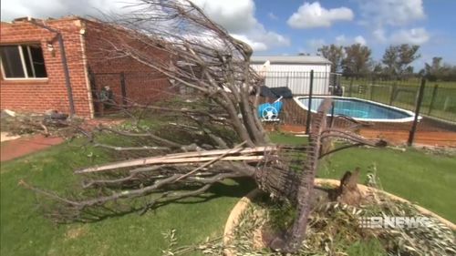 Trees uprooted.