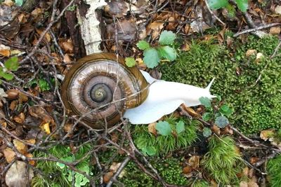 <p>Albino snail</p>