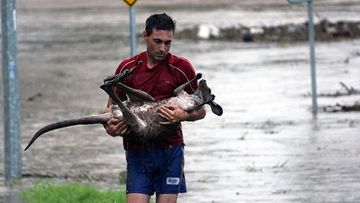 Ray Cole saves a roo from the Bremer River. Photo: Nick De Villiers