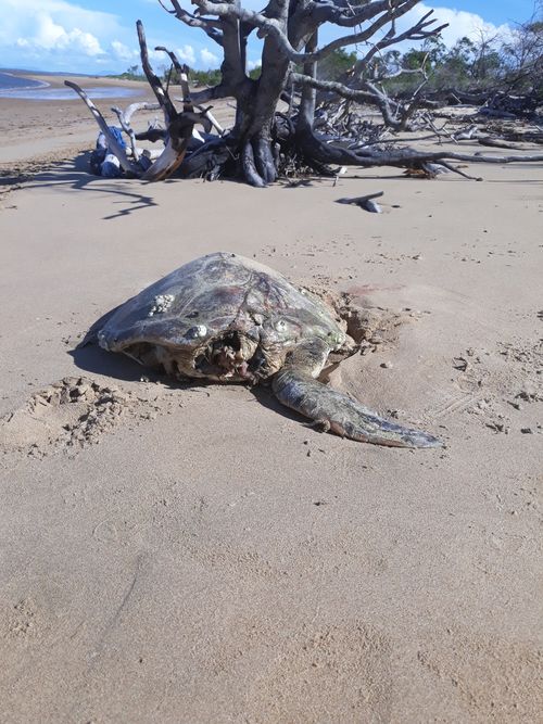 A dead turtle is seen with its head and flippers missing. 