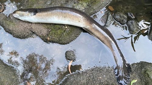 Des images publiées sur la page Facebook de Save Flat Rock Gully montraient de la mousse, des anguilles mortes et des poissons dans le ruisseau.