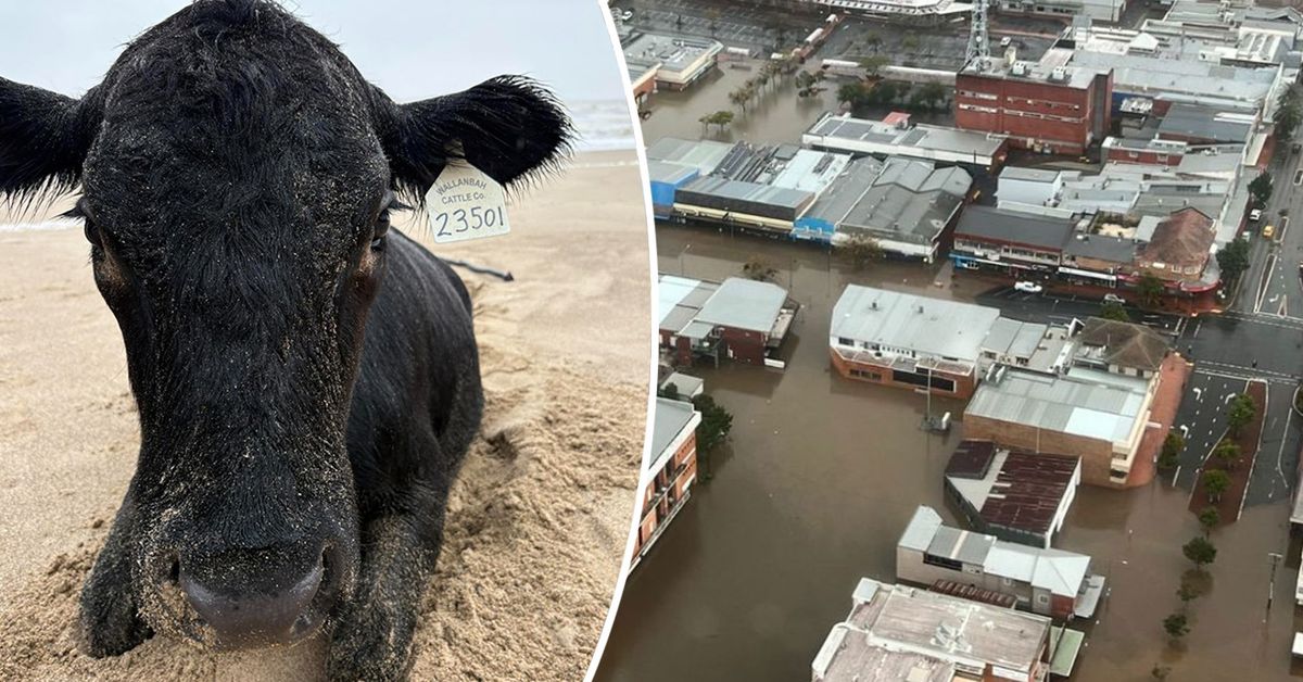 Cow miraculously found alive on beach after being swept up in floodwaters