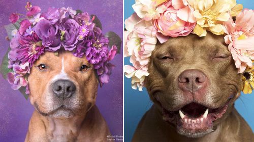 The photographer harnessing ‘flower power’ to find new homes for shelter dogs