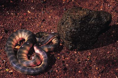 Hook-nosed Sea Snake
