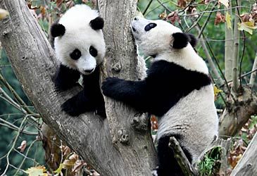 Giant pandas mainly live in which province of China?