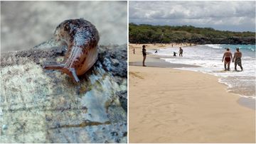 Three visitors to Hawaii's Big Island have fallen ill with rat lungworm disease, bringing this year's total to five.