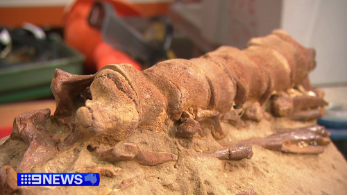 Ocean Grove whale fossil 20 million years old 26 February 2026