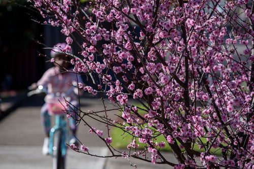A girl rides past a cherry tree in Sydney, Australia, on Aug. 16, 2021. Australia's state of New South Wales NSW recorded a new record high of 478 new locally acquired COVID-19 cases and eight deaths on Monday. (Photo by Bai Xuefei/Xinhua via Getty Images)