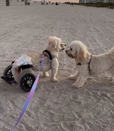 Pani needs to use a dog mobility wheelchair to get around.