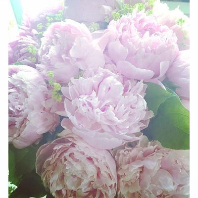 <strong>Peonies</strong>