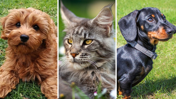F﻿rom mysterious cat breeds, to Scottish sporting dogs and an Australian-made breed; these are the country&#x27;s most popular cats and dogs.