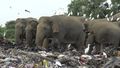 Photos of the week: Landfill killing elephants at an alarming rate