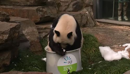 Wang Wang enjoys his bubble bath. (9NEWS)