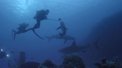 The team were surrounded by 'inquisitive' reef sharks.