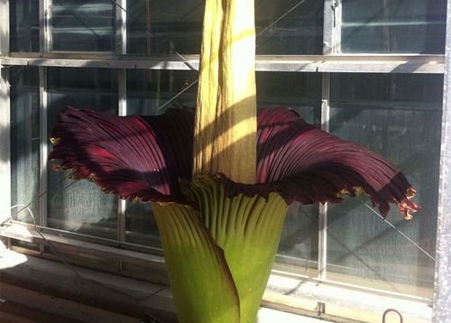 The corpse flower as it begins to bloom. (Photo: Adelaide Botanic Garden)