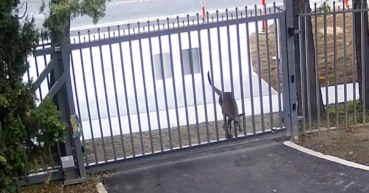 Kangaroo caught red-handed trying to break into Australia’s Russian embassy – 9News