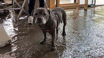 Missy the dog spent 24 hours trapped in a flooded Maribyrnong home.