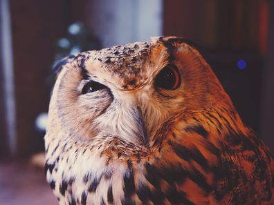 Owl encounter in Japan.