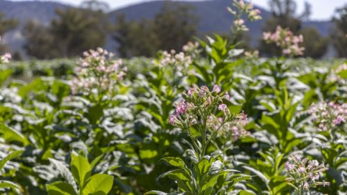 It has been illegal to grow tobacco in Australia for more than a decade.