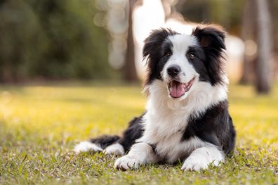 Black and white Border Collie dog posing on the grass in the park sticking out the tongue open mouth in the warm sun during golden hour