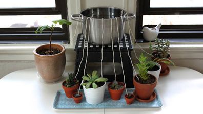 A DIY wicking system to keep indoor plants watered