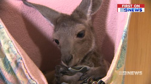 When caring for a critically ill joey, the couple will also use a humidicrib which regulates the animal's body temperature. (9NEWS)