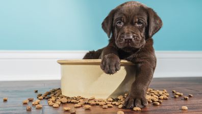 Labrador puppy sitting in bowl of food 