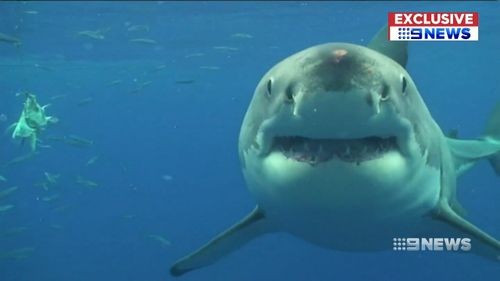 Shark attack wetsuit research Flinders University