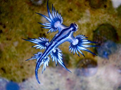 <strong>Blue ocean slug</strong>