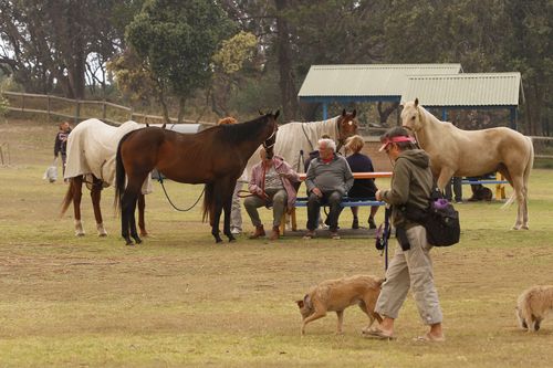 Bushfires Australia: What to do with pets if you need to evacuate