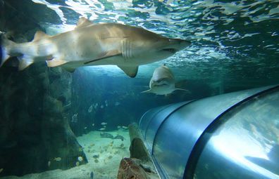 Grey nurse sharks in the tank at Shark Dive Xtreme