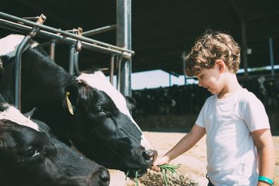 Side view of smiling cute boy feeding cows with grass
