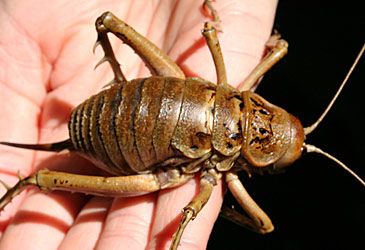 Where is the giant weta endemic to?