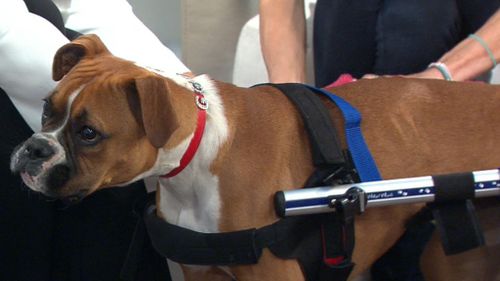 Maggie is using a wheelchair on her back legs to walk. (9NEWS)