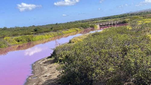 Officials in Hawaii are investigating why the pond turned pink, but there are some indications that drought may be to blame. 
