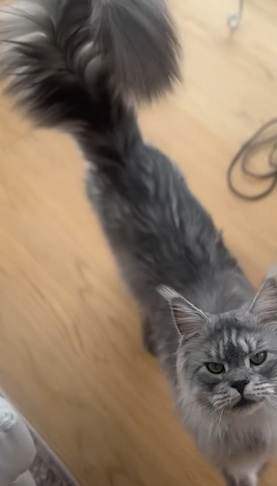 Mr. Pugsley Addams has broken the record for the cat with the longest tail