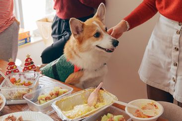 Dog being fed food during Christmas lunch