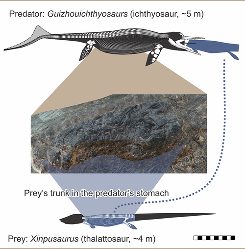 This graphic shows the fossil and compares the size of the two marine reptiles.