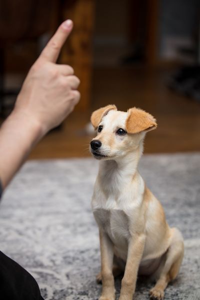 9. Dogs are wilfully defiant when they don't do as they are told