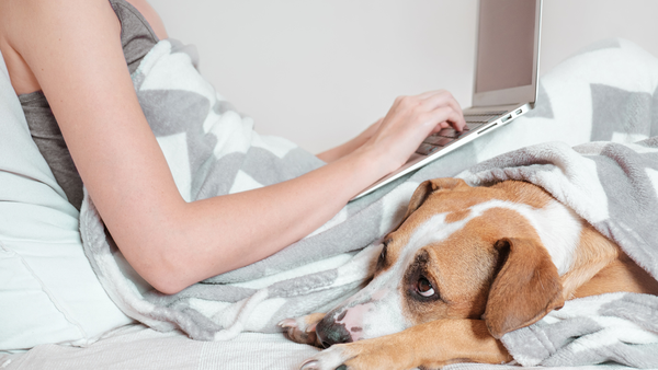 Woman working in bed with laptop and dog